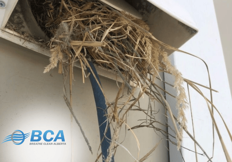 Birds Nesting in Dryer Vents: Risks, Prevention, and Professional Solutions | Breathe Clean Alberta